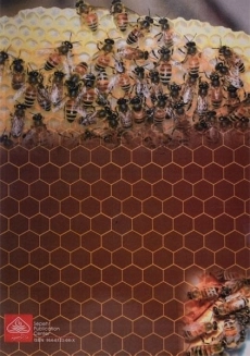 کتاب زنبور عسل و پرورش آن - شهرستانی - 1