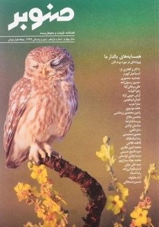 مجله صنوبر | شماره 11