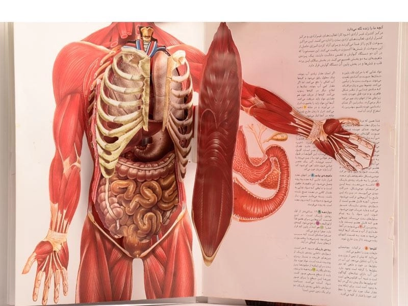 کتاب شگفتی بدن انسان - 2