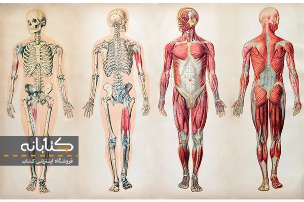 قیمت کتاب آناتومی گری 